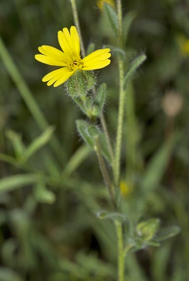 madia gracilis 6 graphic